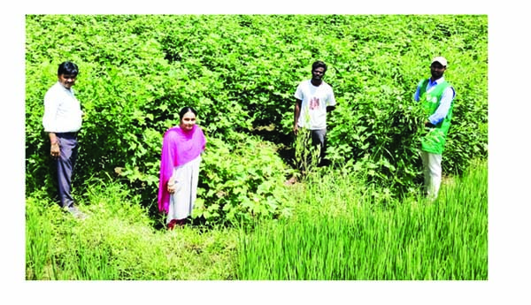 బహుళ పంటలతో అదనపు ఆదాయం