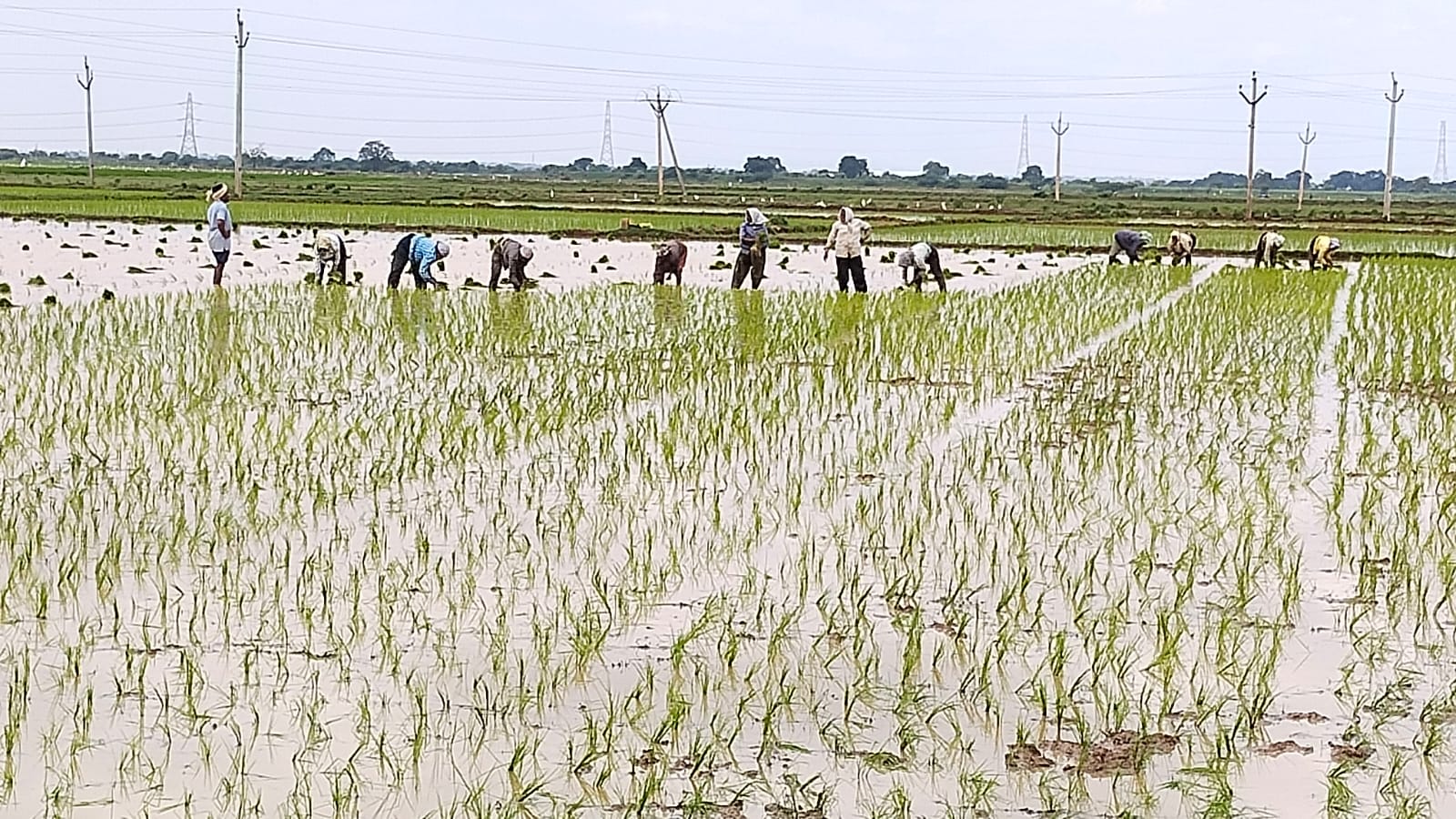 పొలంలో వరి నాట్లు వేస్తున్న కూలీలు