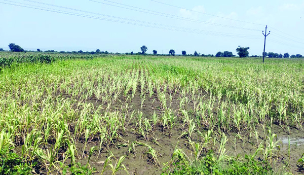 Cultivation-is-the-end