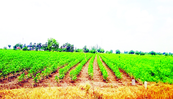 Sagar-Ayakattu-farmers-in-dilemma