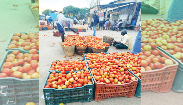 Tomato-price-fall