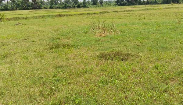 వర్షాలు కురిసినా పెరగనిసాగు