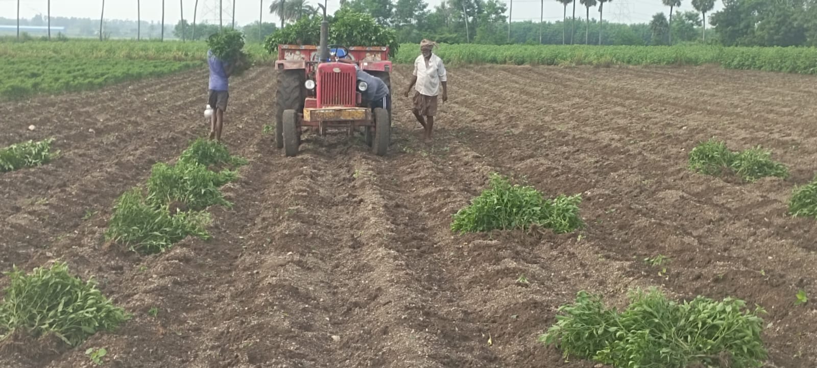 బొబ్బరతో బెంబేలు