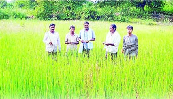కళ్లెదుటే పంట పోతోంది..