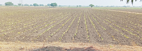 ఇంకొల్లు మండలంలో సాగు చేసిన వైట్‌ బర్లీ పొగాకు