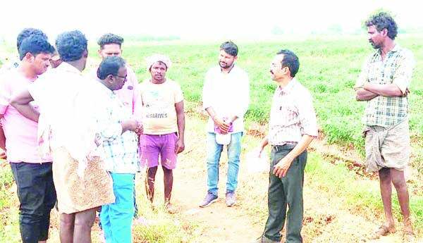  మిర్చి పంట పరిశీలన