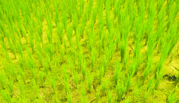 మండు వేసవిలా ఎండలు