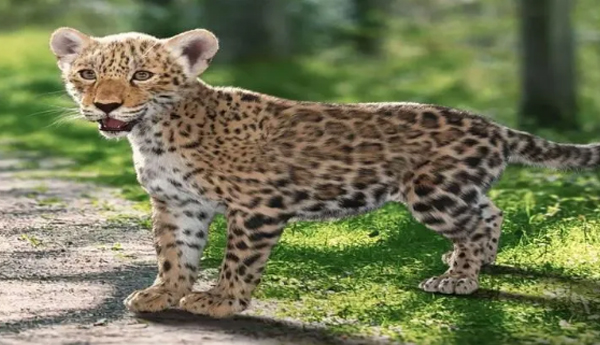 మిరప తోటలో చిరుత పిల్ల