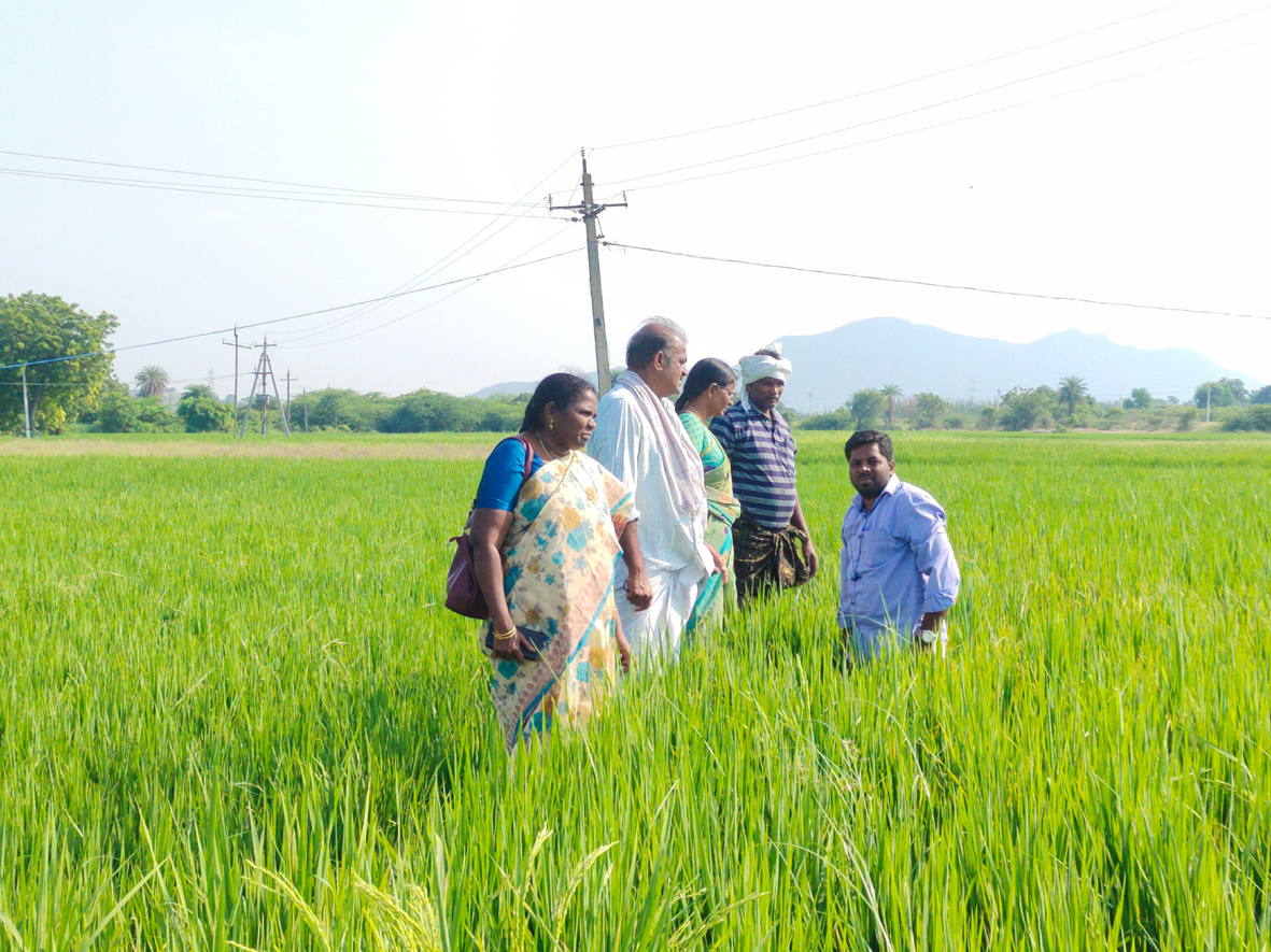 పైర్లను బెట్ట నుండి కాపాడుకోండిలా..