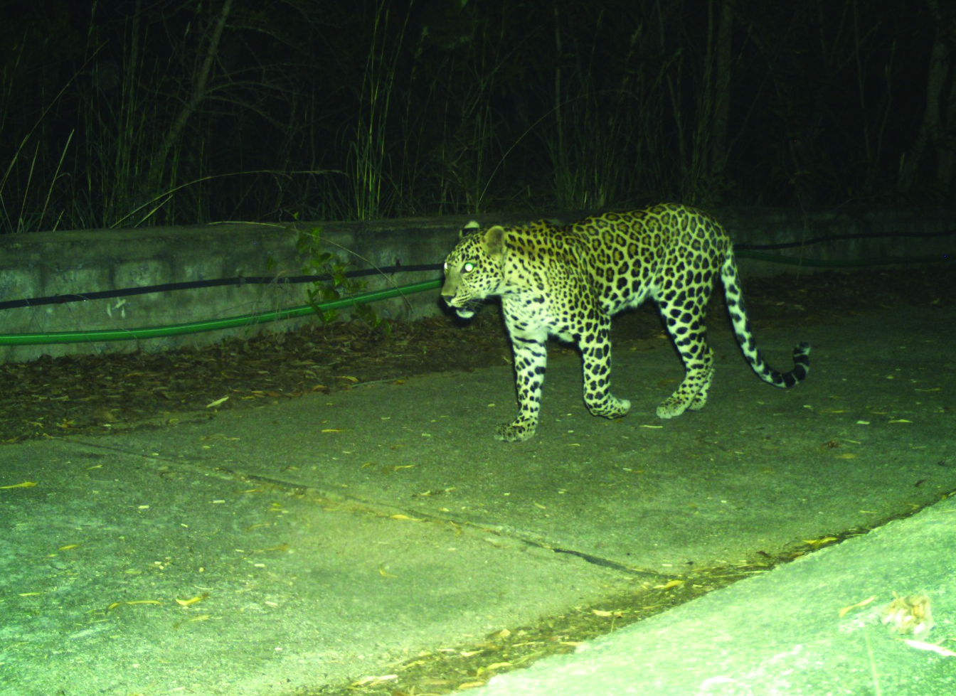 నడకదారిలో మళ్లీ చిరుత, ఎలుగు