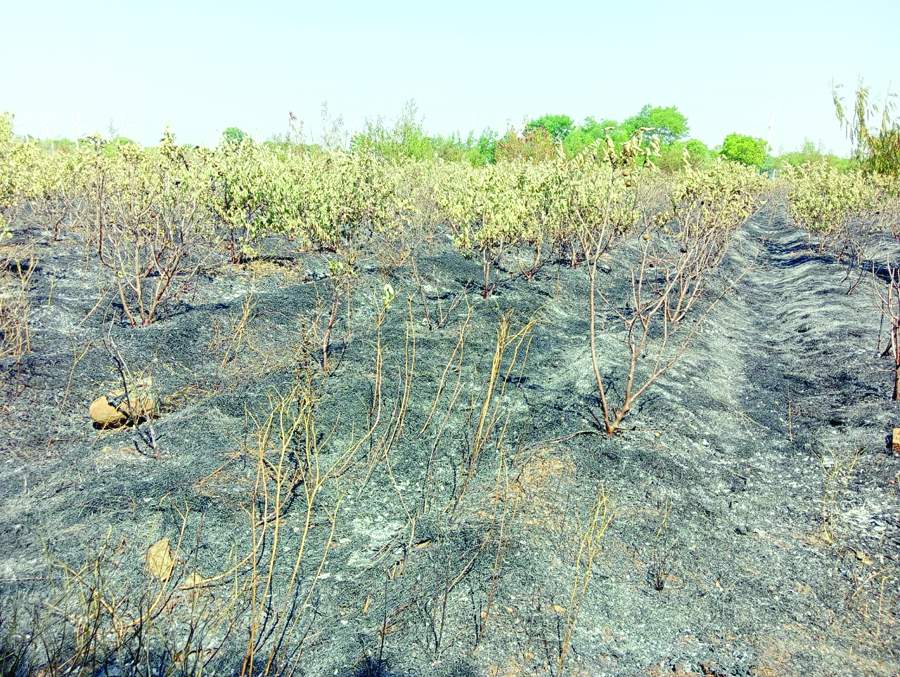  అగ్నికి ఆహుతయిన జామతోట