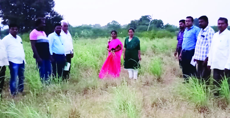 పంటను పరిశీలిస్తున్న ఎఒ విష్ణుప్రియ