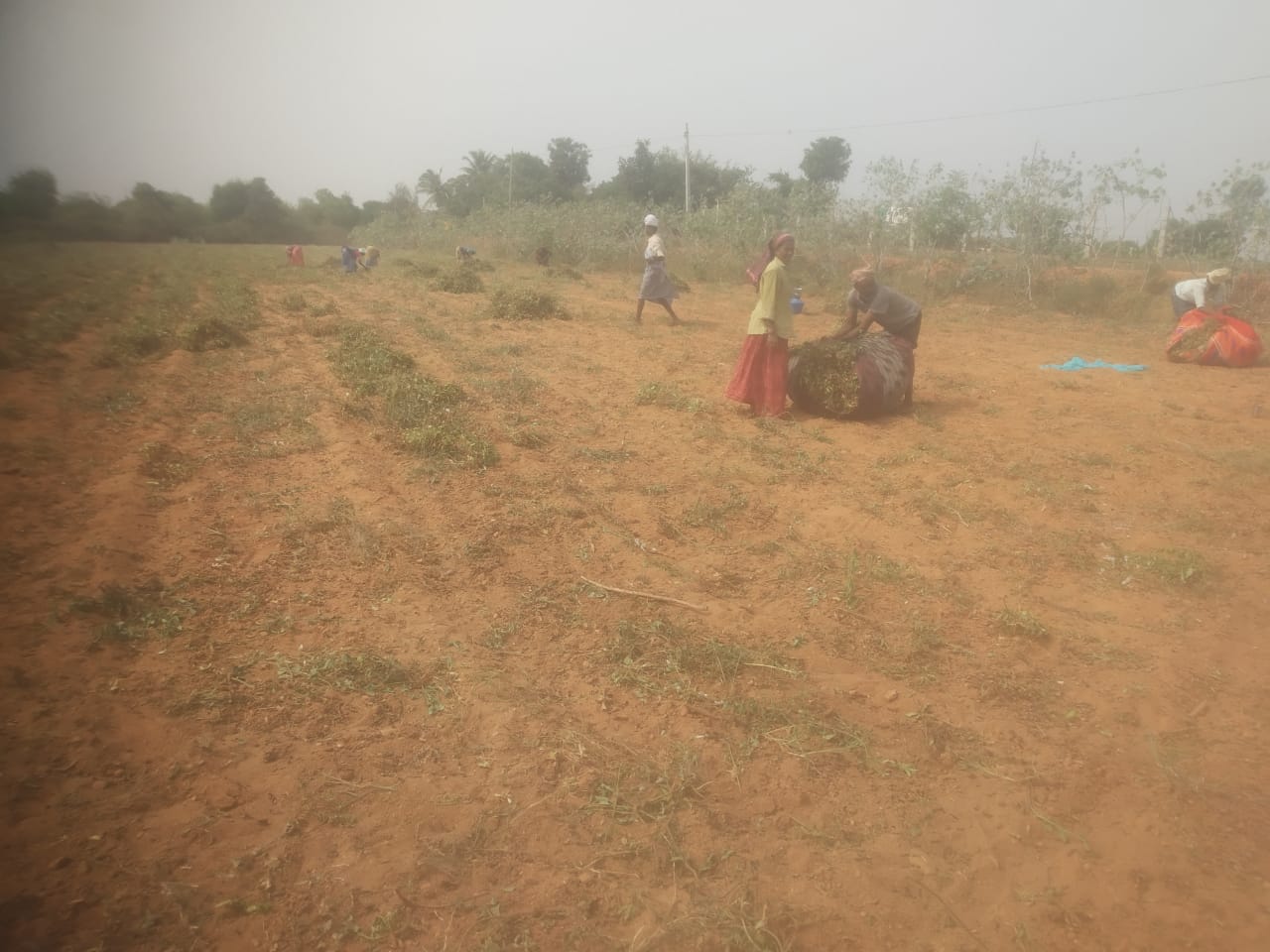 ఆశలు వదులకుని.. వేరుశనగ పంట తొలగింపు..!