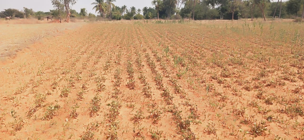 వర్షాభావంతో ఎండిన వేరుశనగ
