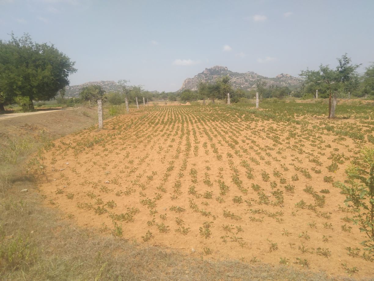 రైతుల ఆశలు ఆవిరి..!