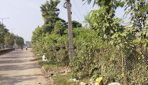  అడవిని తలపిస్తున్న బైపాస్‌ రోడ్‌ మొక్కలు