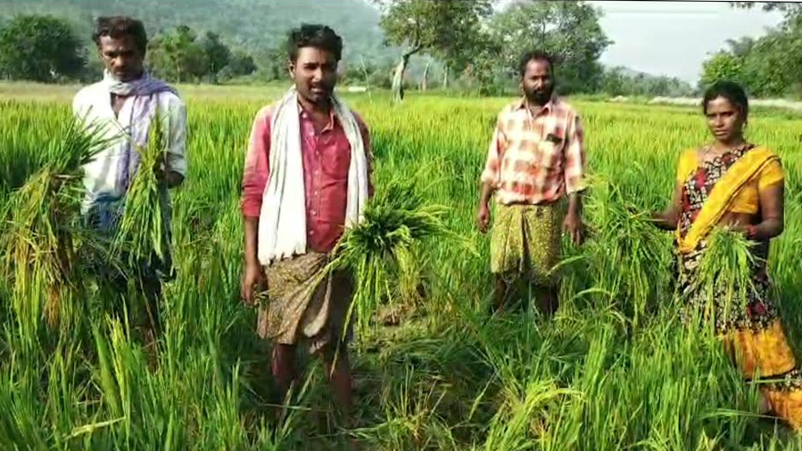 వరి పంటను తొక్కి నాశనం చేసిన ఏనుగులు 