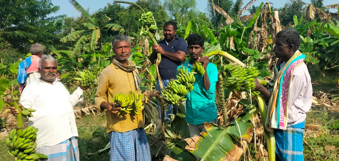 పంటలపై ఏనుగుల స్వైర విహారం..!