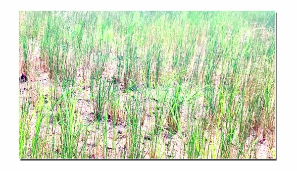 చినుక పడక..చింత తీరక