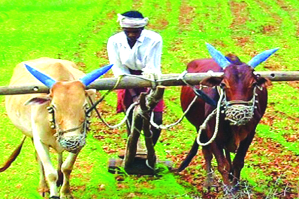 కౌలు గుర్తింపు కార్డులపై నిర్లక్ష్యం