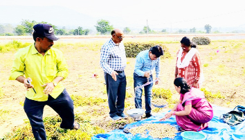 పంట దిగుబడిని తూకం వేస్తున్న వ్యవసాయాధికారి
