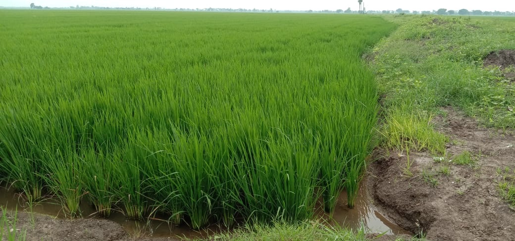 డెల్టాకు నీటి ఎద్దడి