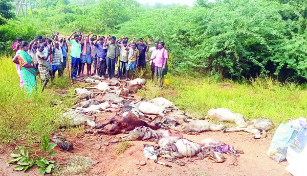 గొర్రెల మందపై దూసుకెళ్లిన బొగ్గు లారీ