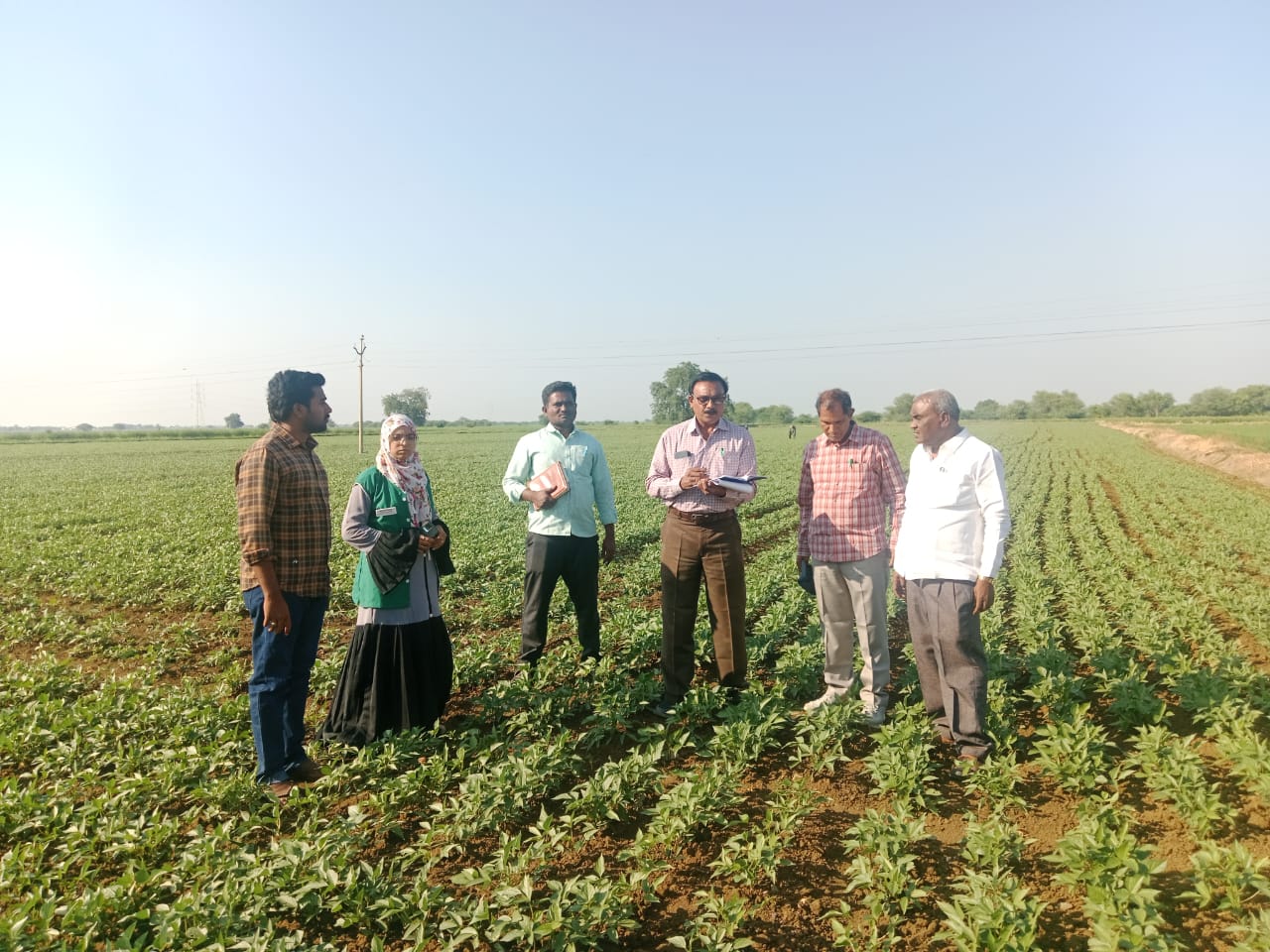 మినుము పంటను పరిశీలిస్తున్న జిల్లా వ్యవసాయ అధికారి మోహన్‌ రావు