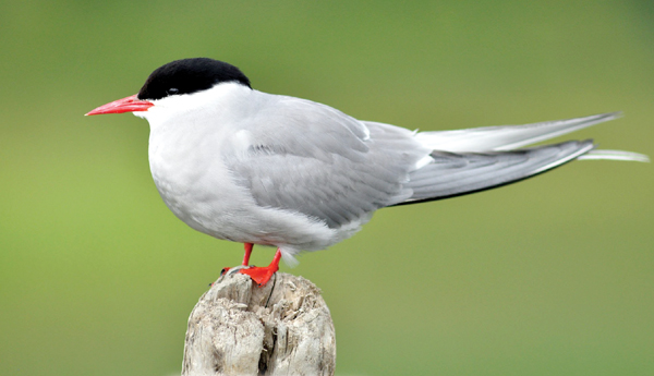 Migrant-parties-Kusalamena