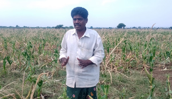 /Maize-crop-damage-by-wild-cows