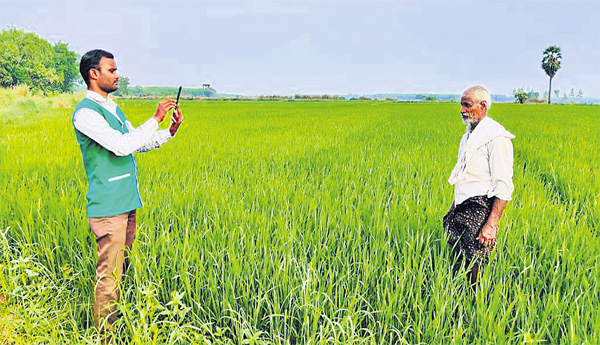 E-crop-with-volunteers