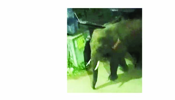 కరిరాజుల భయంతో పార్వతీపురం