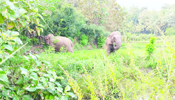 మళ్లీ వచ్చిన గజరాజులు