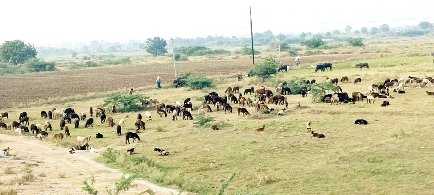 కరువు కోరల్లో పల్నాడు
