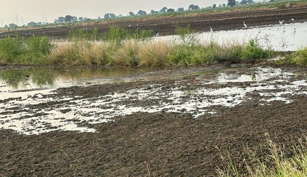 జొన్న పొలంలోకి సాగునీరు