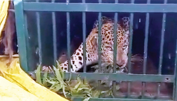 lepard-alipiri-officers-release-truths