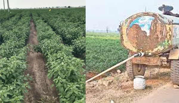 mirchi-farmers-problems-in-kurnool