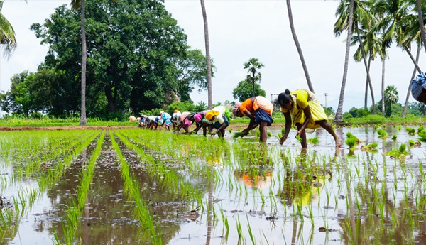 paddy-production-down-in-ap-data