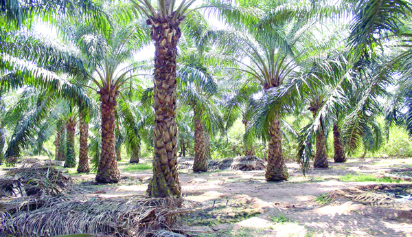An-oil-palm-farmers-donkey