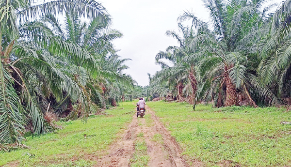 pamaoil-farmers-problems-in-eluru