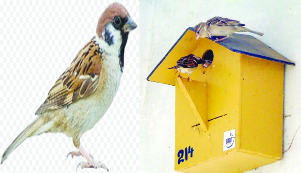 The-sparrow-has-gone-without-a-home