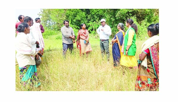ఎండిన వరిపంట పరిశీలన