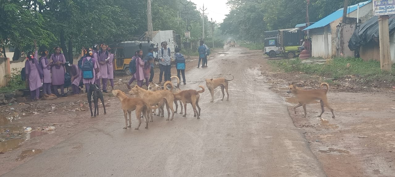 రోడ్లపైన పదుల సంఖ్యలో గుంపుగా చేరి విద్యార్థులపై, వాహనదారులపై దాడి చేయడానికి ప్రయత్నిస్తున్న ఊర కుక్కలు