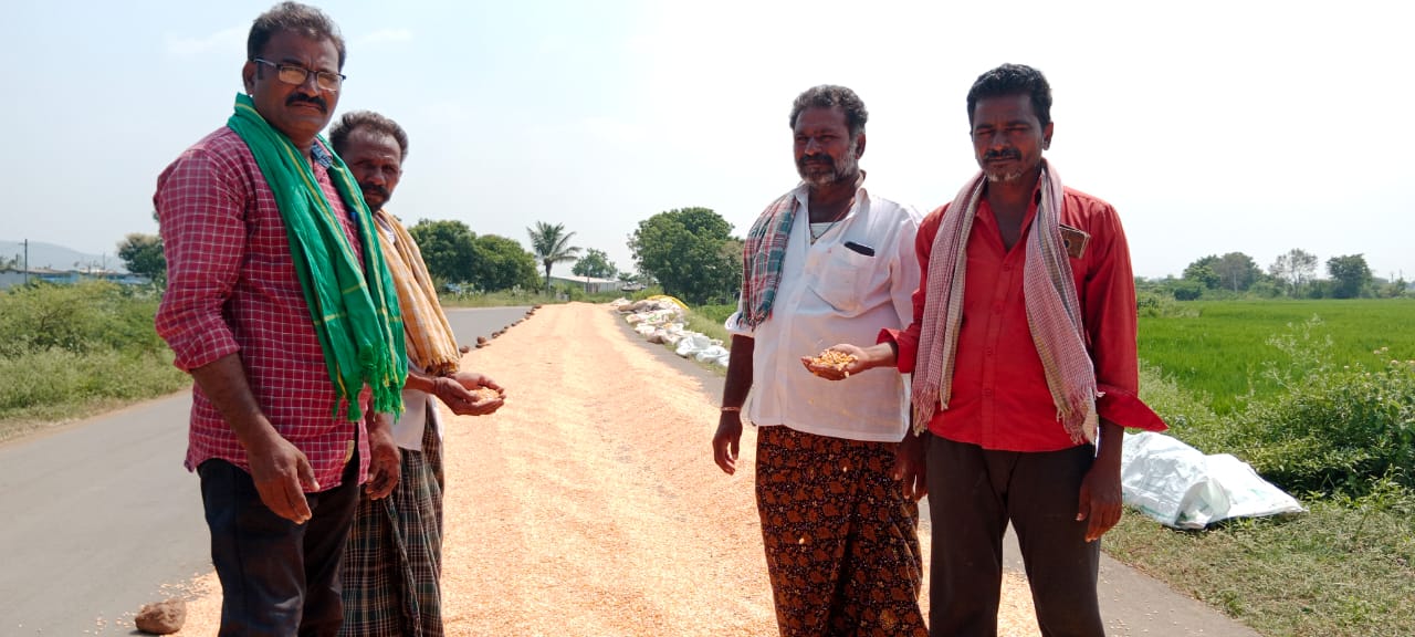 మొక్కజొన్న పంటను పరిశీలిస్తున్న ఆంధ్రప్రదేశ్ రైతు సంఘం జిల్లా సహాయ కార్యదర్శి టి రామచంద్రుడు