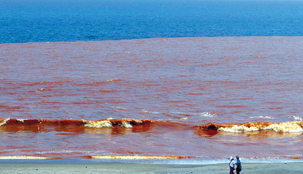seawater-in-puducherry-is-turning-red-heres