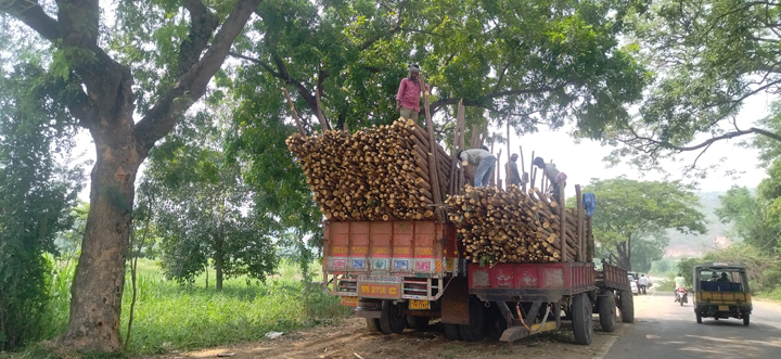 సుబాబుల ధర ఆశాజనకం