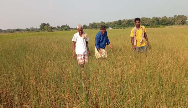 ఎండుతున్న వరి