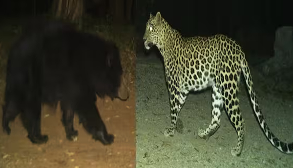 /Alipiri-Tirumala-walking-path-with-leopard-and-bear
