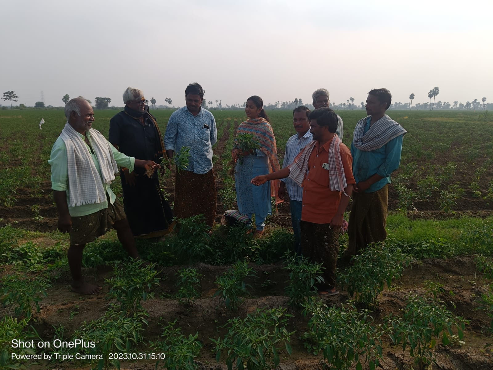 మిర్చి తోటల పరిశీలన