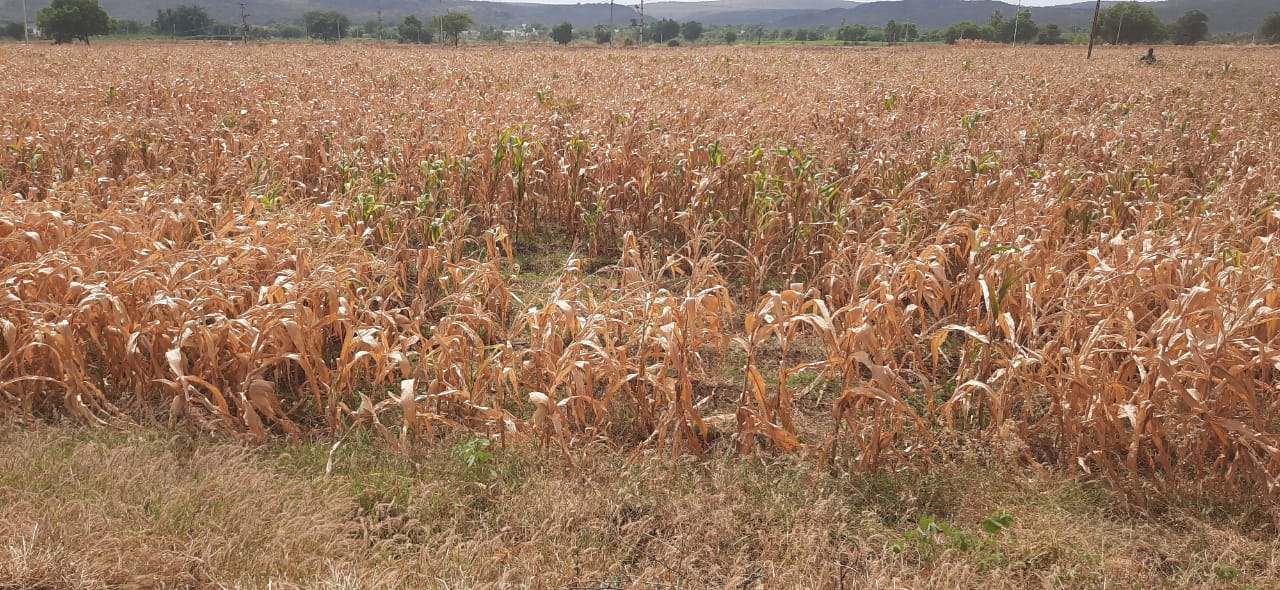 వర్షాలు లేక ఎండిపోతున్న మొక్కజొన్న పంట